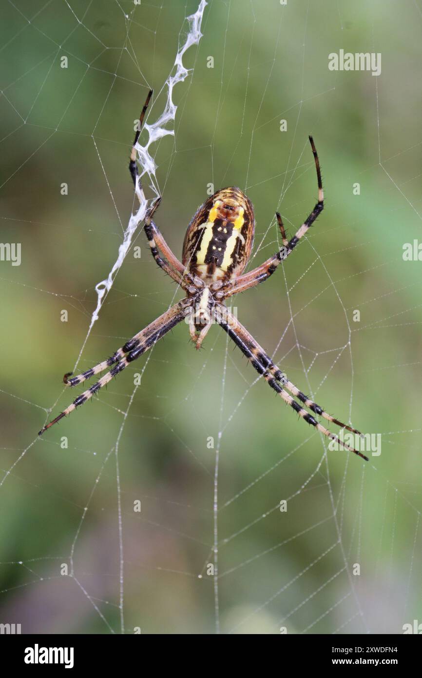 Wespenspinne, Argiope Bruennichi, im Netz, auf der ventralen Seite Stockfoto
