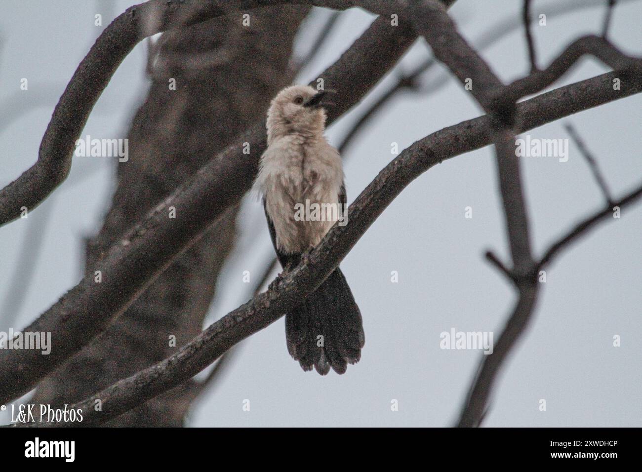 Southern Pied-Babbler (Turdoides bicolor) Aves Stockfoto