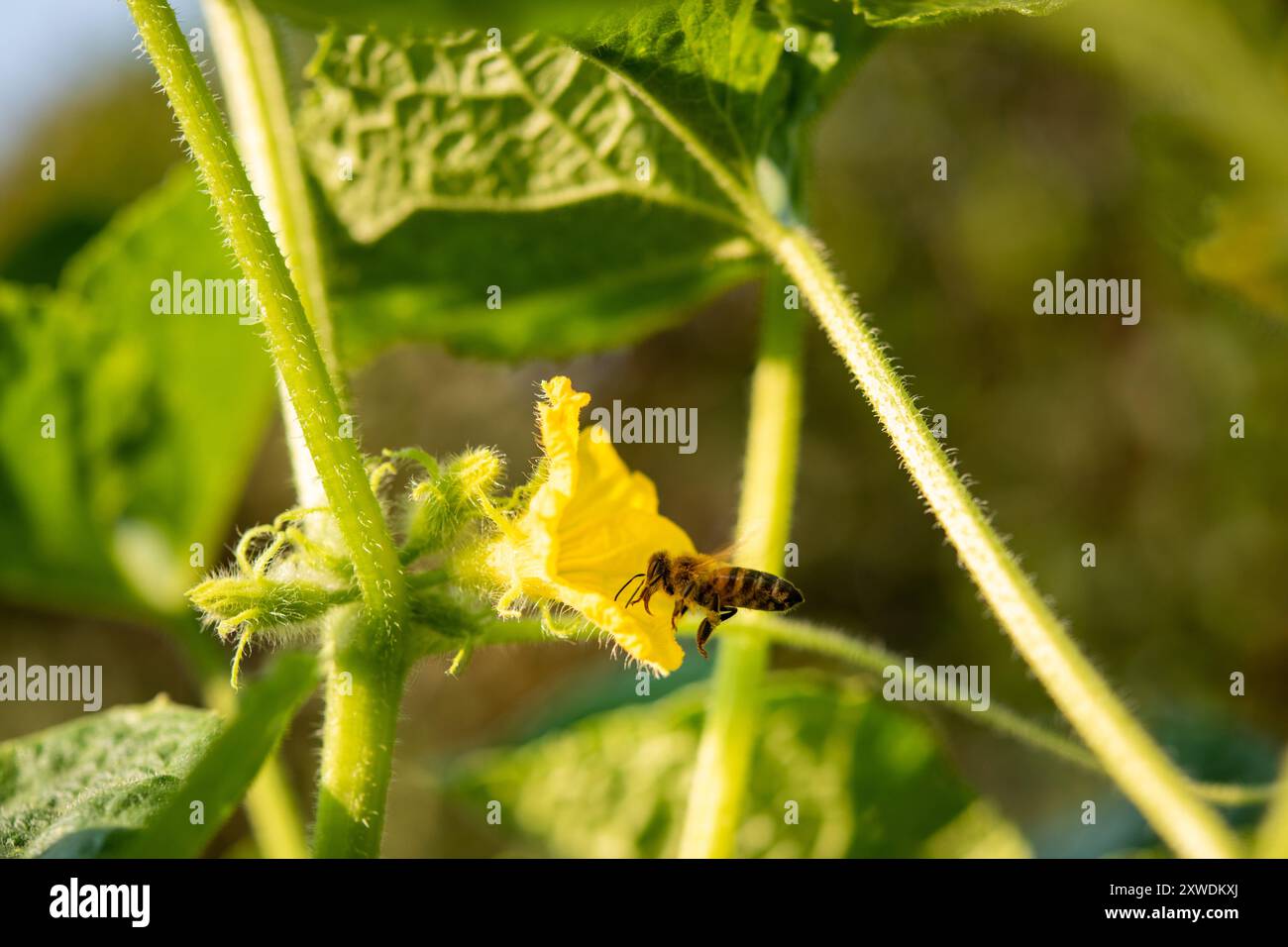 Eine Honigbiene fliegt um eine Blume einer Gurkenpflanze Stockfoto