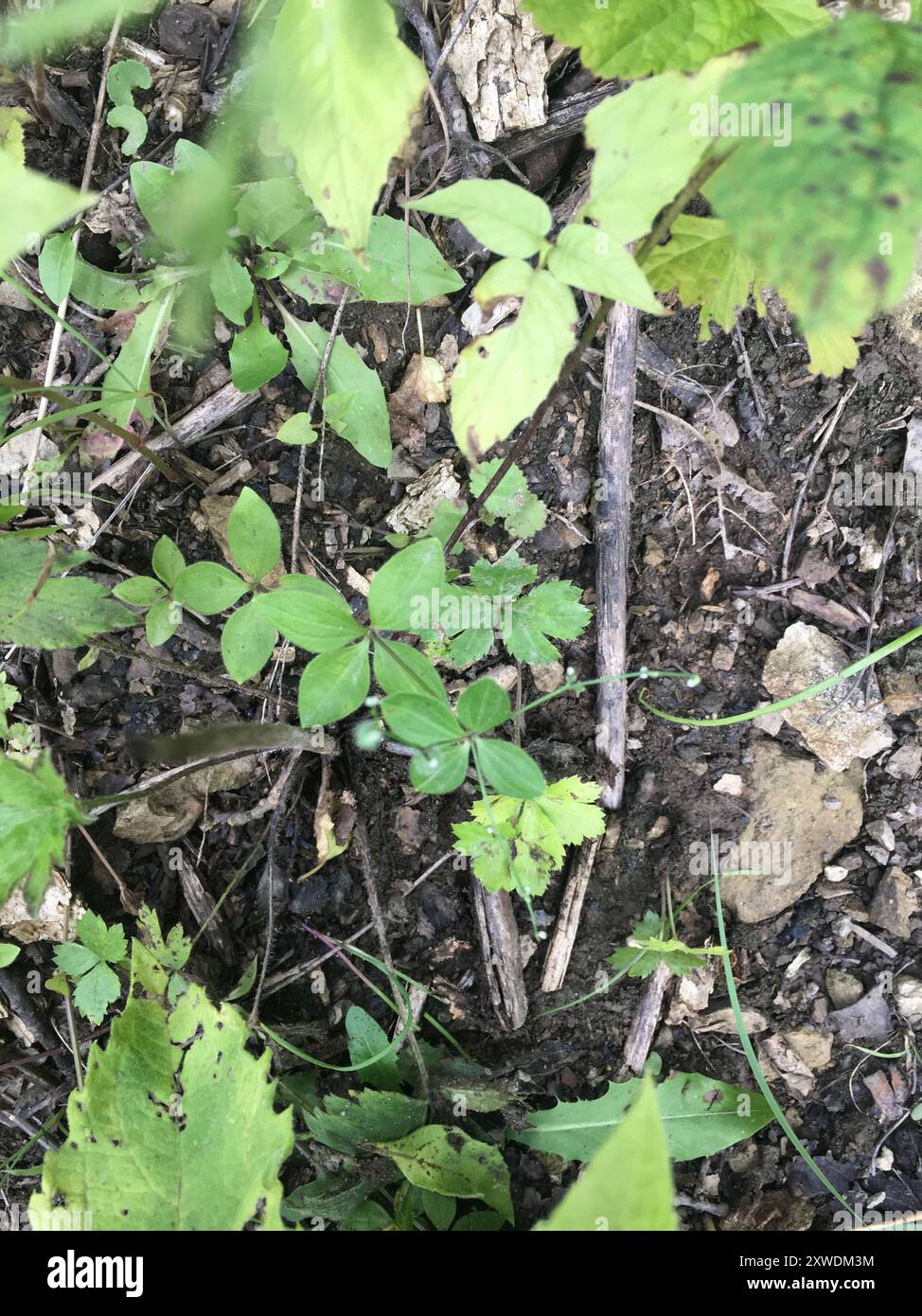 Lakritzbettstroh (Galium circaezans) Plantae Stockfoto