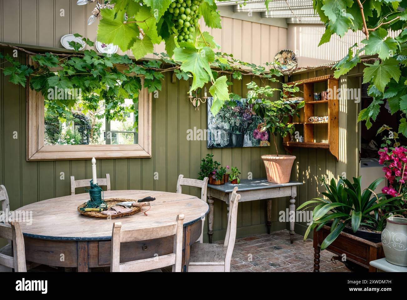 Die Weinrebe wächst in einem bezaubernden Südgarten mit Fußbodenheizung in Wimbledon Home im Südwesten Londons, England, Großbritannien. Stockfoto