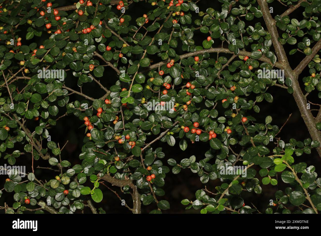 Hjelmqvist's Cotoneaster (Cotoneaster hjelmqvistii) Plantae Stockfoto