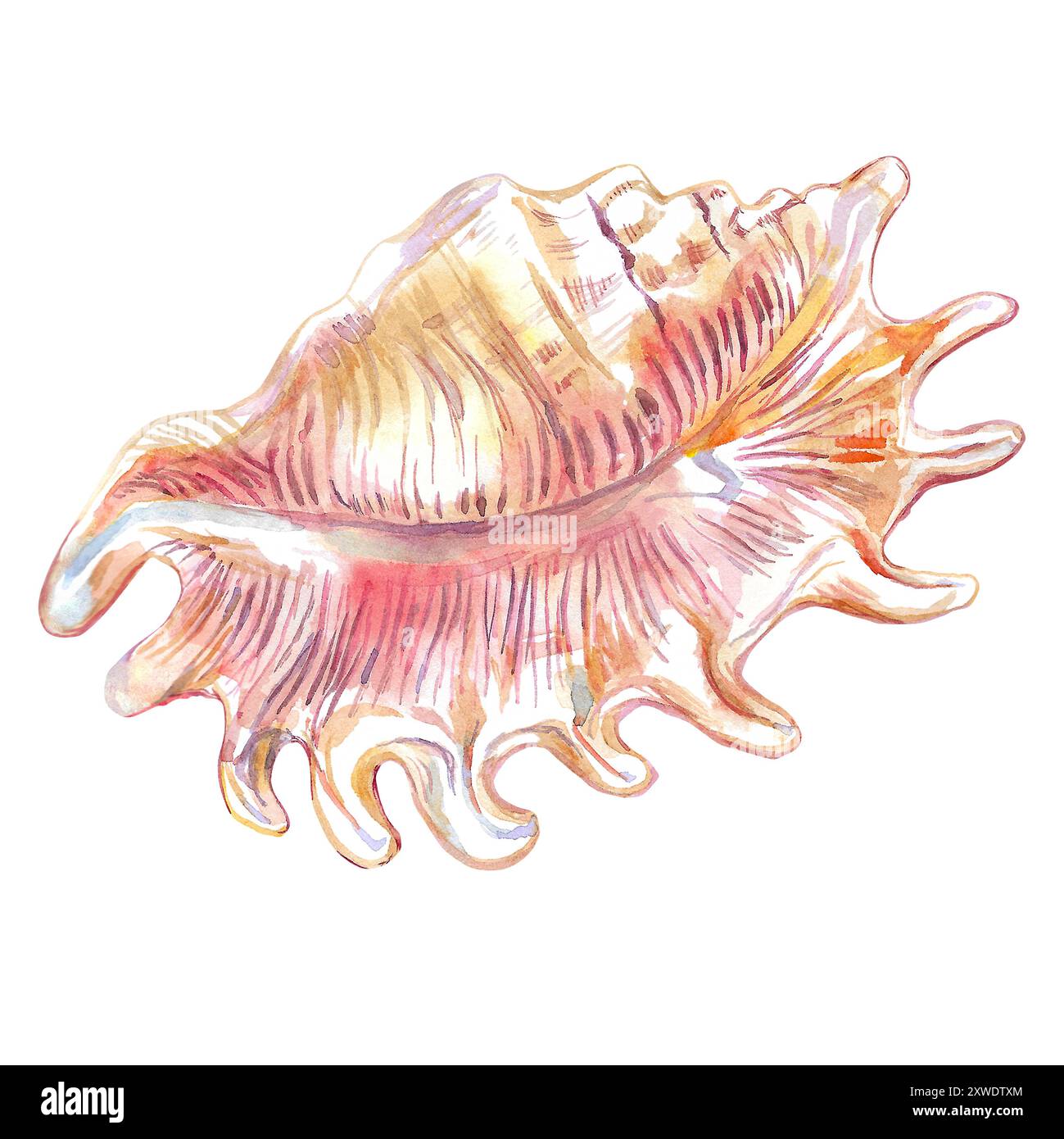 Skorpion Spinnenmuschel, Lambis Scorpius, flache, wellige Fächerform mit langen Vorsprüngen an den Kanten. Muschelisolat der Unterwasserwelt in Stockfoto