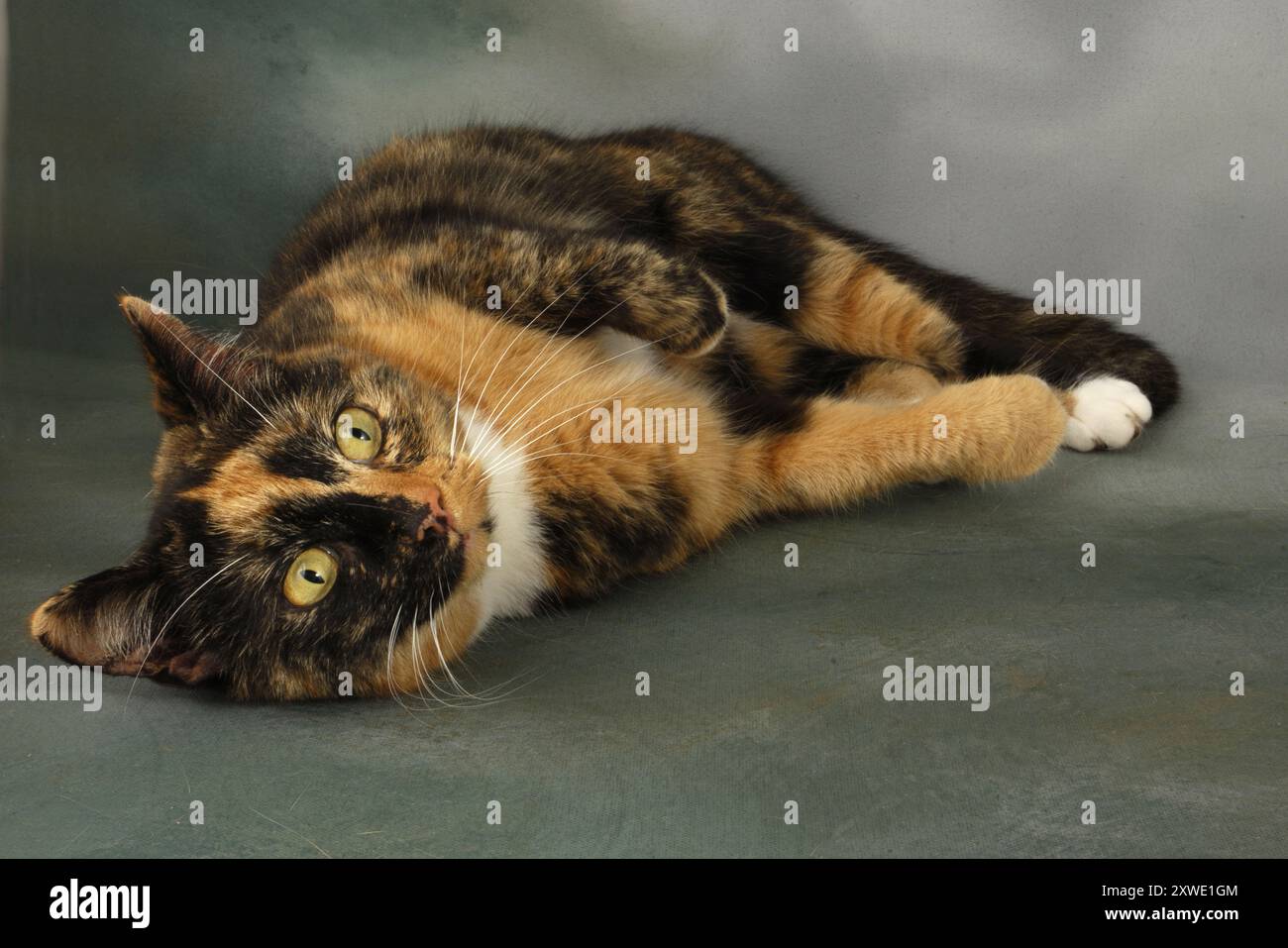 Haushaushalt Erwachsene weibliche tortie-Katze entspannte sich, rollend auf dunklem Hintergrund Stockfoto