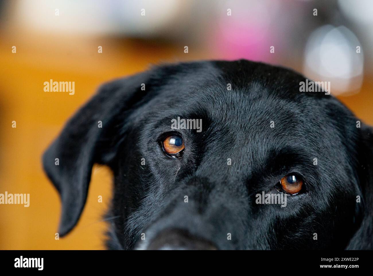 Eine Nahaufnahme der Augen eines Hundes. Schwarze labrador Retriever braune Augen. Stockfoto