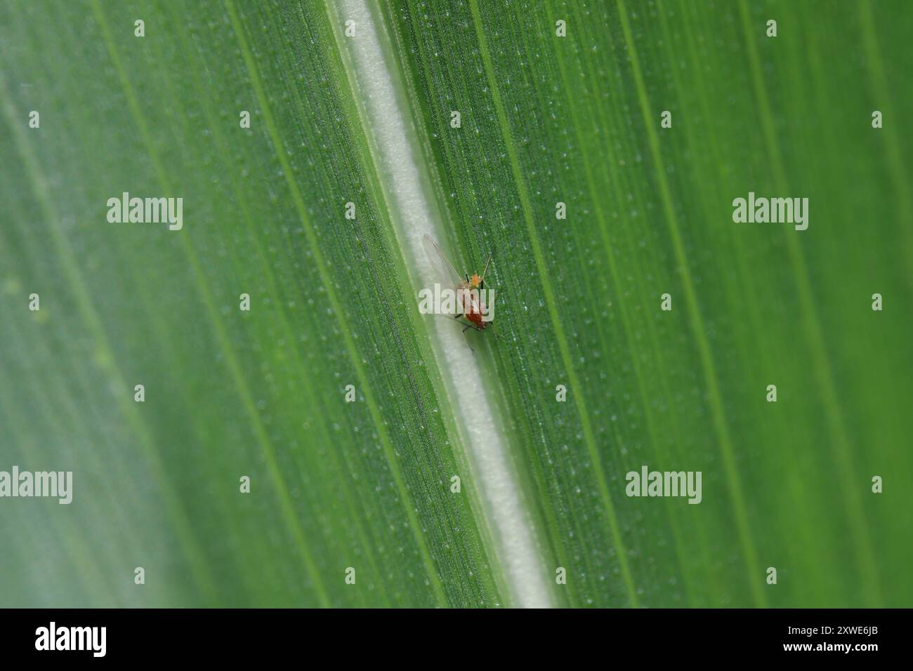 Rosenkornbläuse Metopolophium dirhodum apterous am Maisblatt. Stockfoto