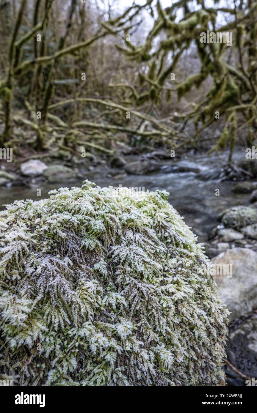 Die Natur im Tal von Le Lasset bei Montségur, Frankreich, wird durch Winterfrost geschmückt Stockfoto