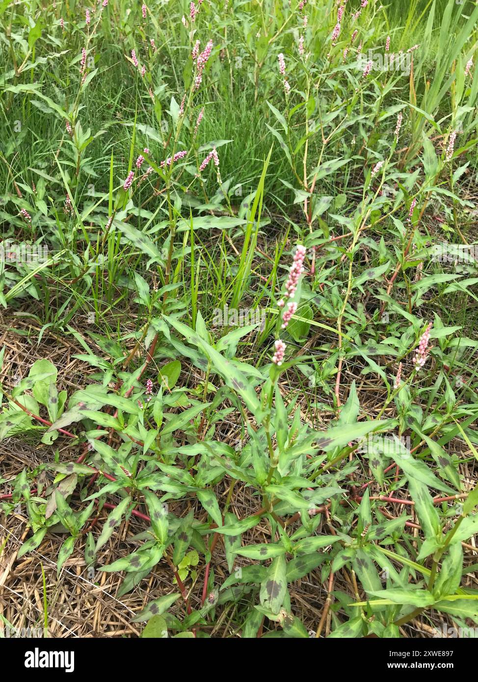 Gefleckter DamenDaumen (Persicaria maculosa) Plantae Stockfoto