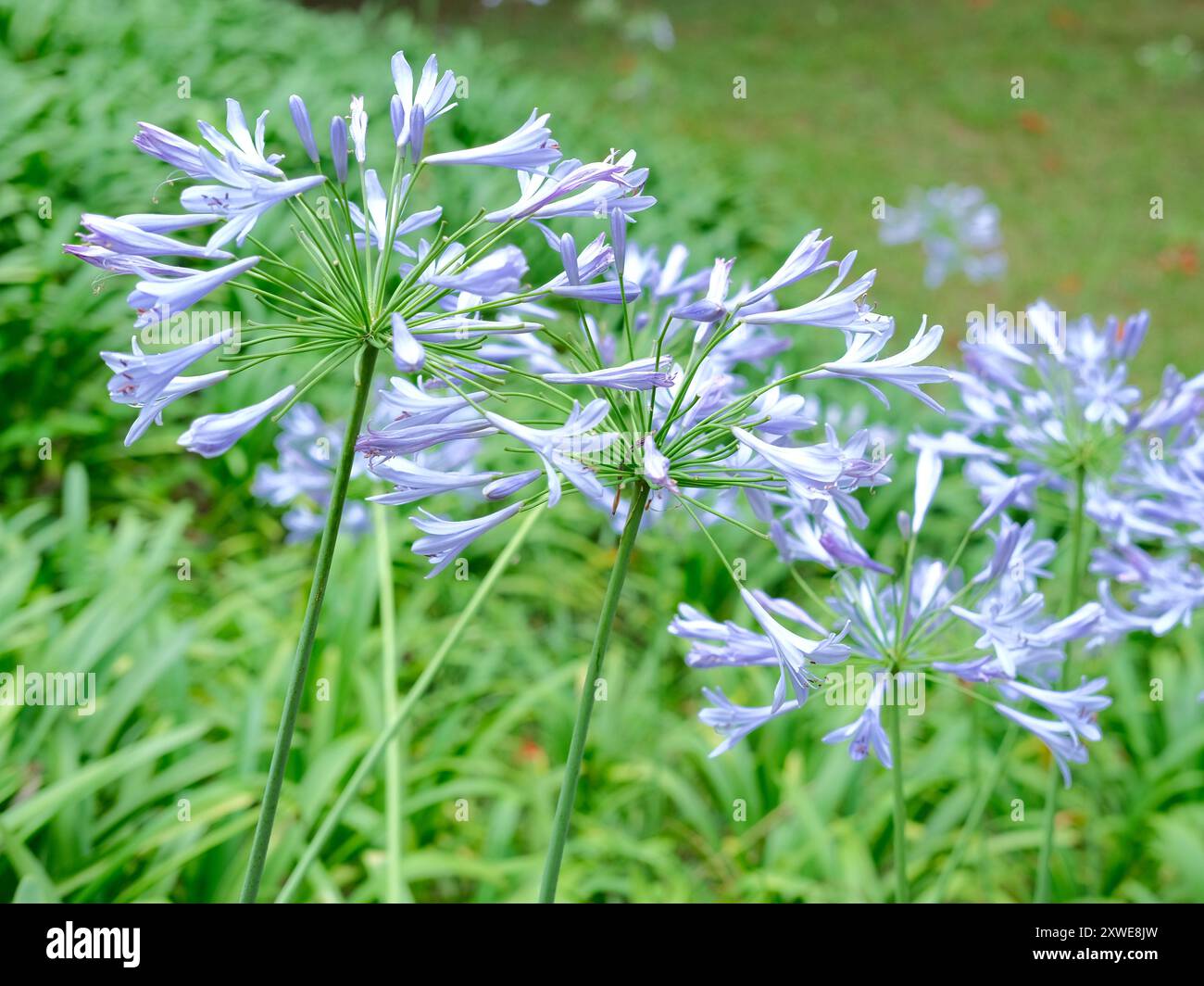 Agapanthus (Afrikanische Lilie), eine im südlichen Afrika heimische Pflanze mit blauen Blüten und grünem Stamm Stockfoto