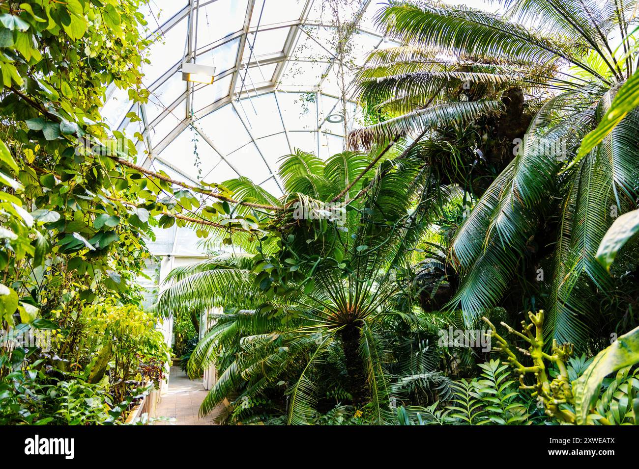 Das Innere des tropischen Glashauses im Botanischen Garten der Universität Warschau, Royal Łazienki Park, Warschau, Polen Stockfoto