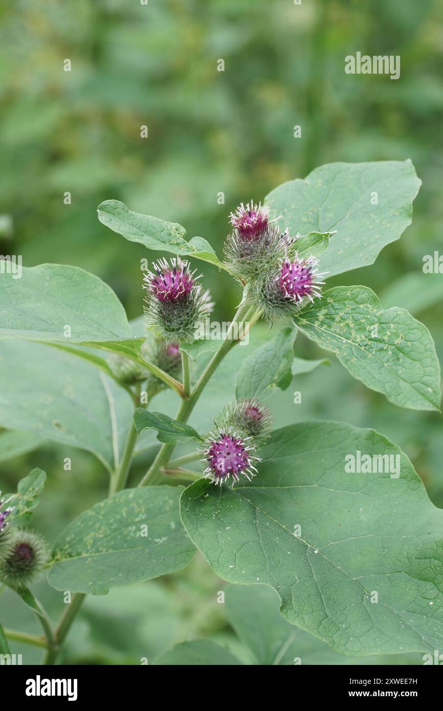 Arctium minus Stockfoto