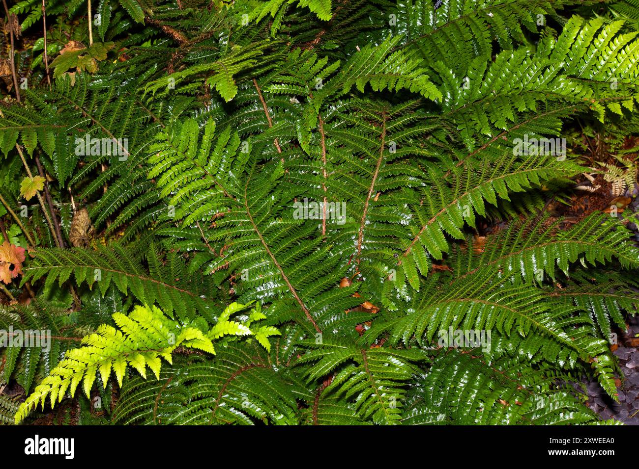 Polystichum polyblepharum (japanischer Spitzenfarn) ist in Japan und Südkorea beheimatet. Sie wächst in feuchten, schattigen Bereichen. Stockfoto