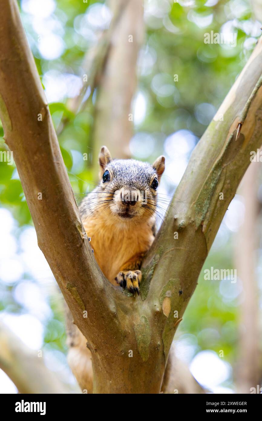 Freundliches, neugieriges Eichhörnchen, das im Baum im Hermann Park, Houston, Texas, USA sitzt Stockfoto
