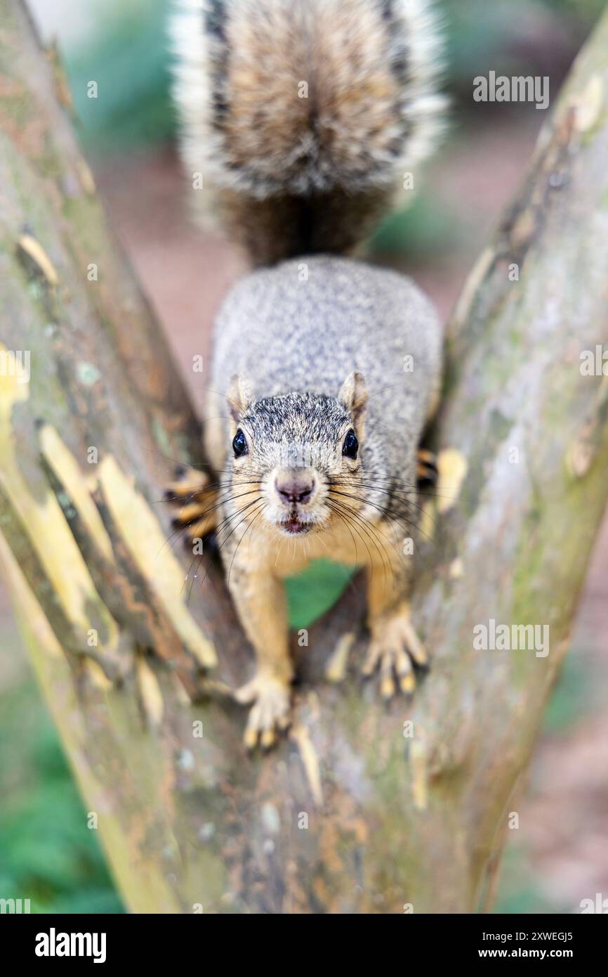Freundliches, neugieriges Eichhörnchen, das im Baum im Hermann Park, Houston, Texas, USA sitzt Stockfoto