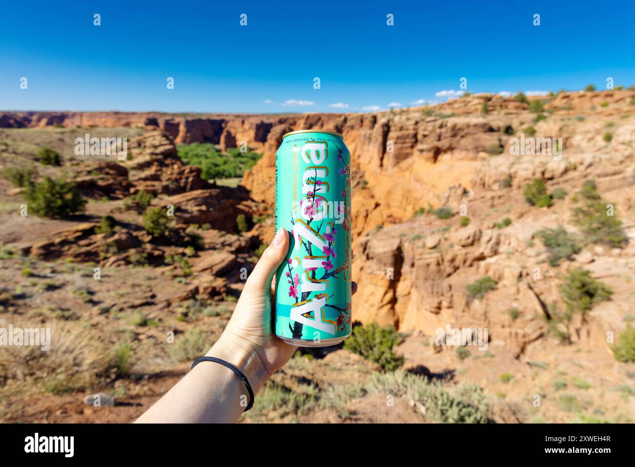 Dose of Arizona Tee vor dem Hintergrund des Canyon de Chelly vom Tunnel Overlook Aussichtspunkt, Arizona, USA Stockfoto