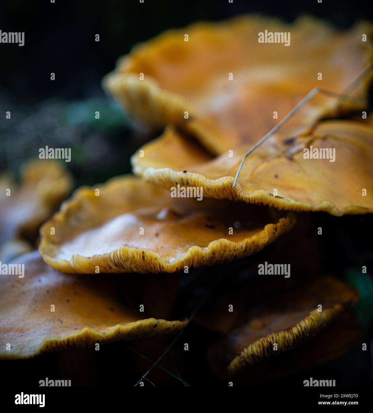 Orangefarbene Pilze Stockfoto