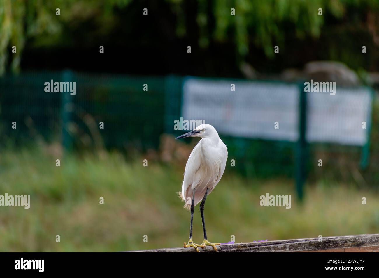 Kleiner Reiher in einem Hafen in der Bretagne, großer Watvogel mit weißem Gefieder, schwarzem Schnabel und schwarzen Beinen mit gelben Zehen, Eretta-Garzetta Stockfoto