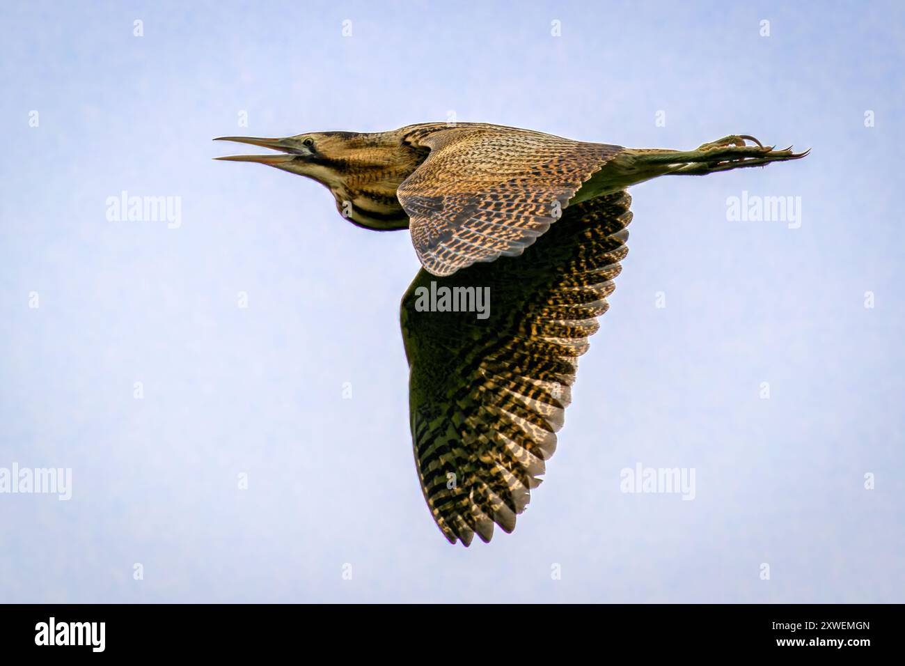 Bittern - Botaurus stellaris fliegt mit offenem Schnabel Stockfoto