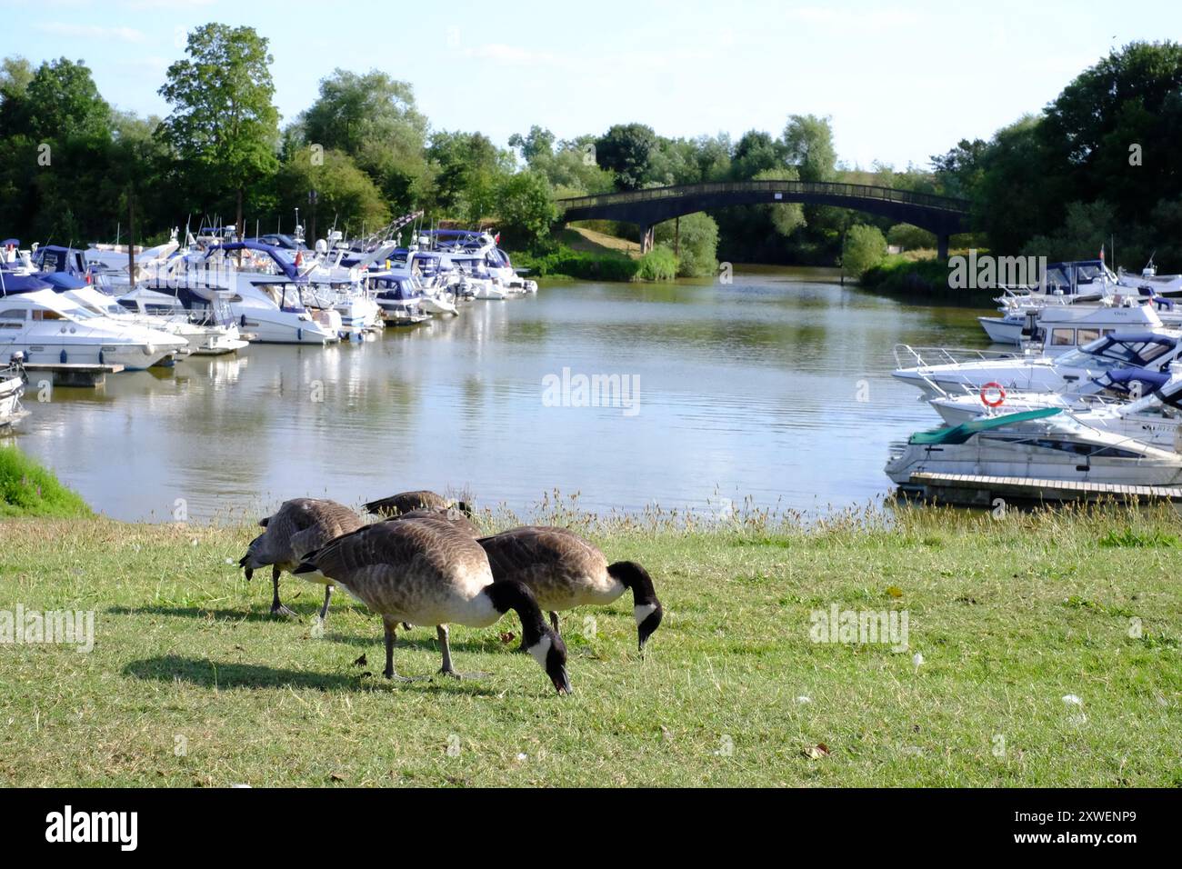 Upton Marina in Upton-upon-Severn, Worcestershire, Großbritannien Stockfoto