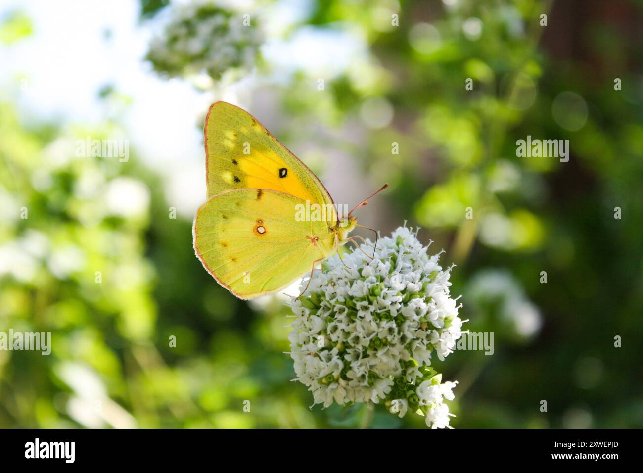 Schmetterling auf Blume Stockfoto