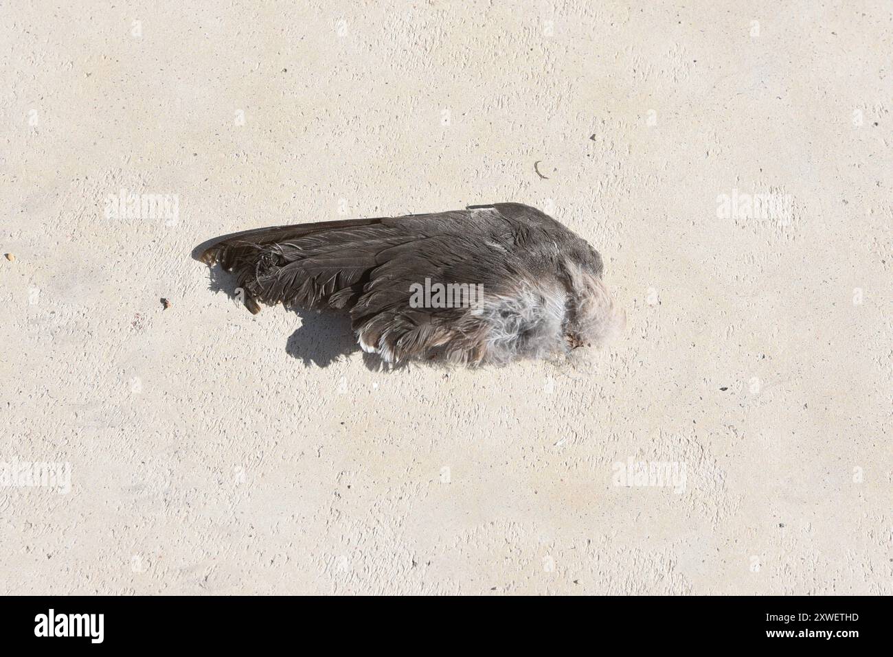 Rebollo De Duero, Spanien. August 2024. Überreste eines toten westlichen Hauses martin auf dem Boden in Rebollo de Duero, Nordosten Spaniens. (Foto: Jorge Sanz/SOPA Images/SIPA USA) Credit: SIPA USA/Alamy Live News Stockfoto