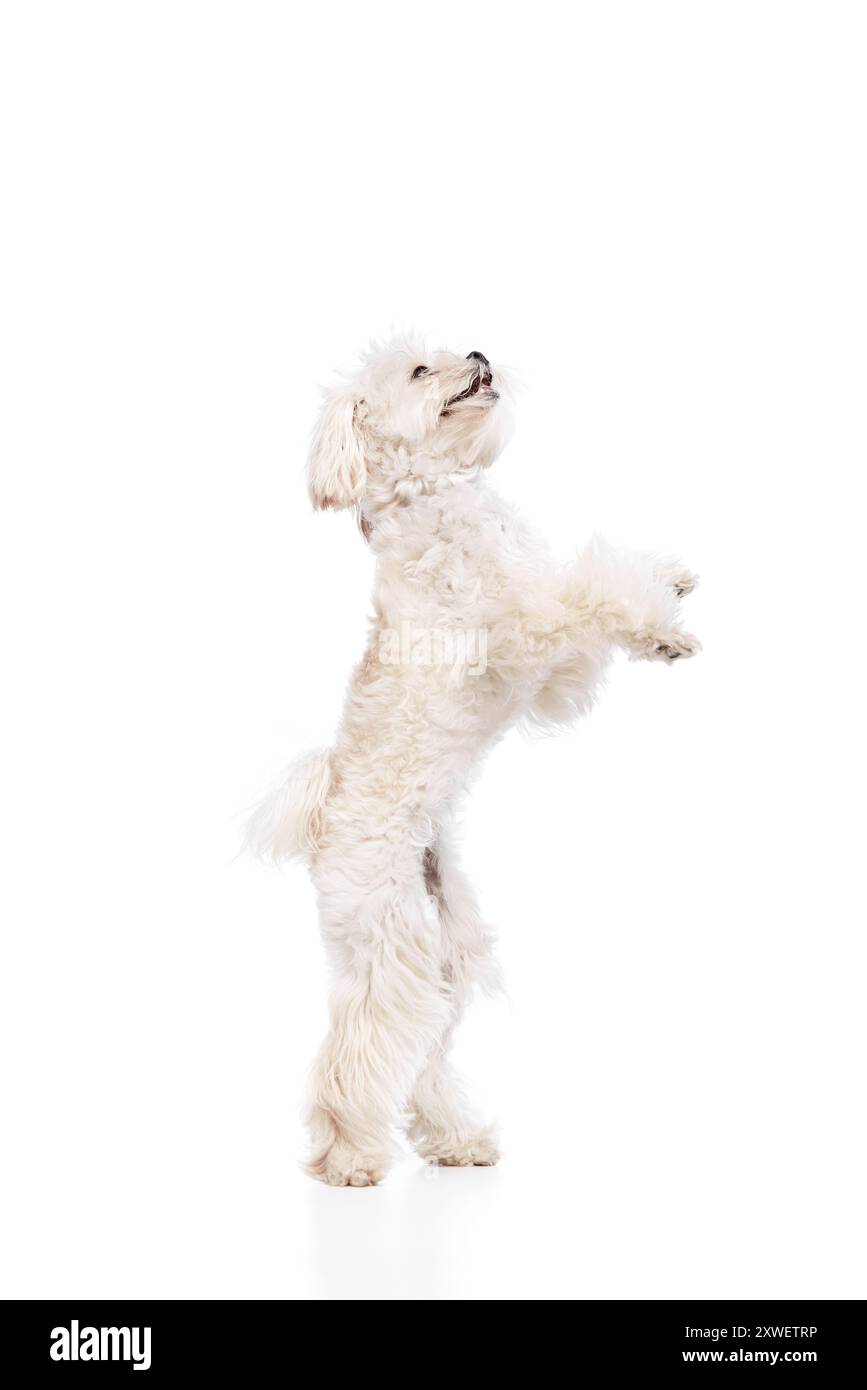 Verspielter kleiner Hund, reinrassiges maltesisches Haustier, das auf seinen Hinterbeinen steht und mit seinem Besitzer vor weißem Studio-Hintergrund spielt. Stockfoto