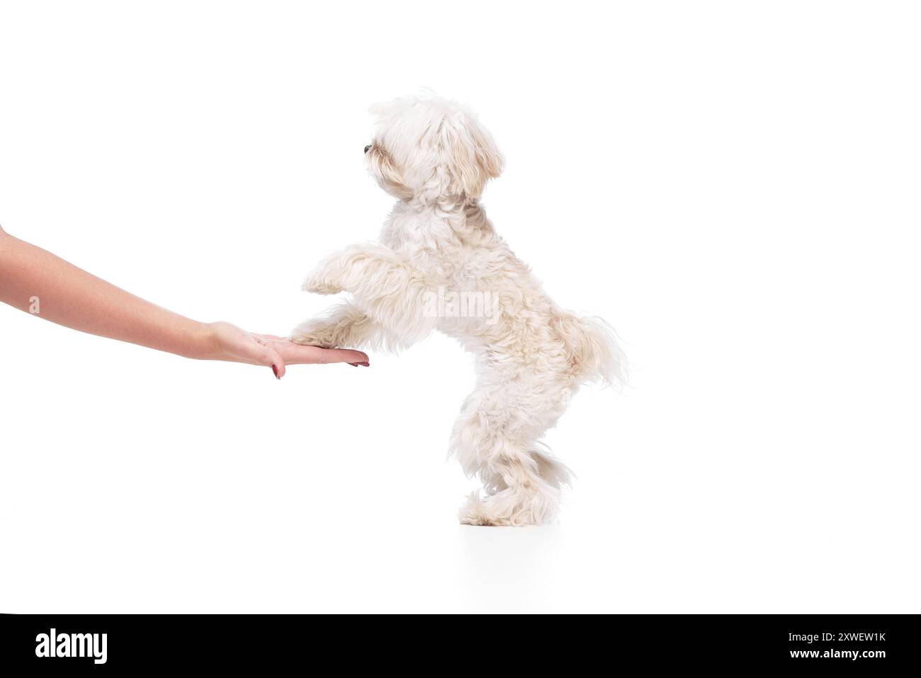 Gehorsame und verspielte Maltesen geben seinem Besitzer vor weißem Studio-Hintergrund Pfoten. Ein netter und hingebungsvoller Freund. Stockfoto