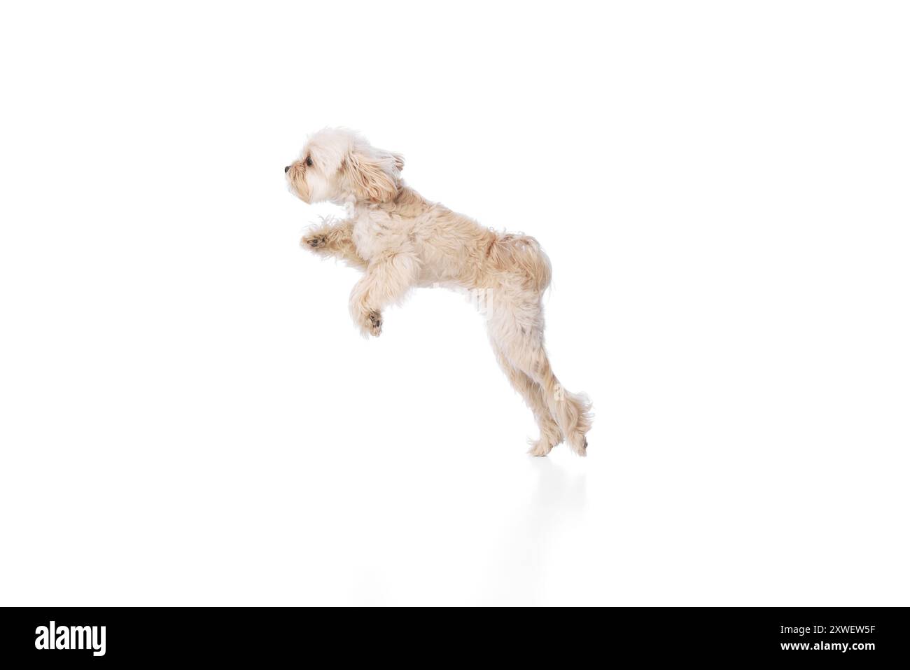 Sprung des Glücks. Lustige, reinrassige, pelzige maltesische Sprünge mitten in der Luft vor weißem Studio-Hintergrund. Stockfoto