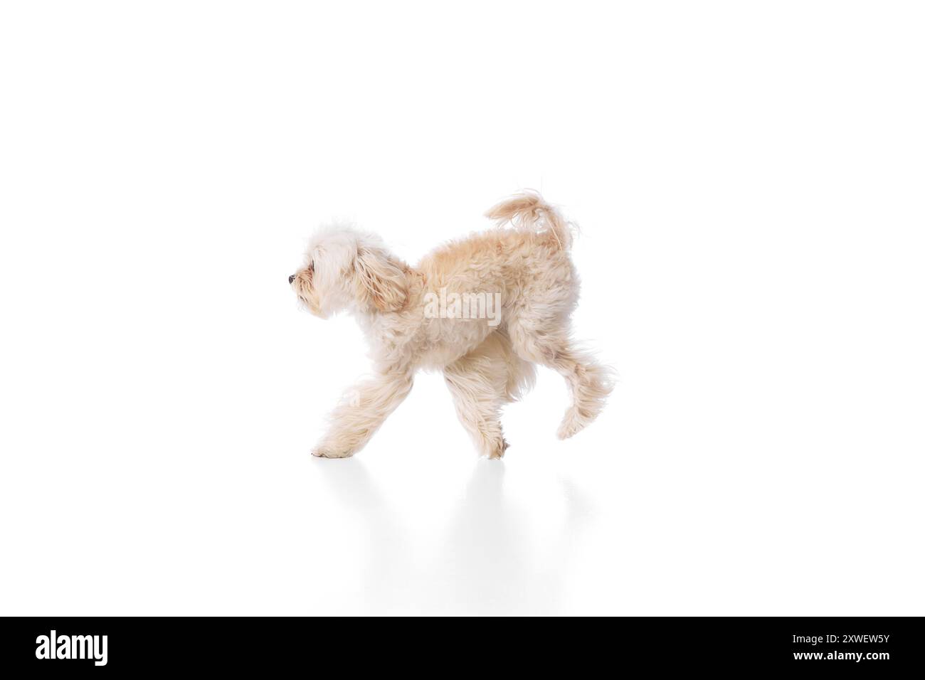 Sprung des Glücks. Lustige, reinrassige, pelzige maltesische Sprünge mitten in der Luft vor weißem Studio-Hintergrund. Stockfoto