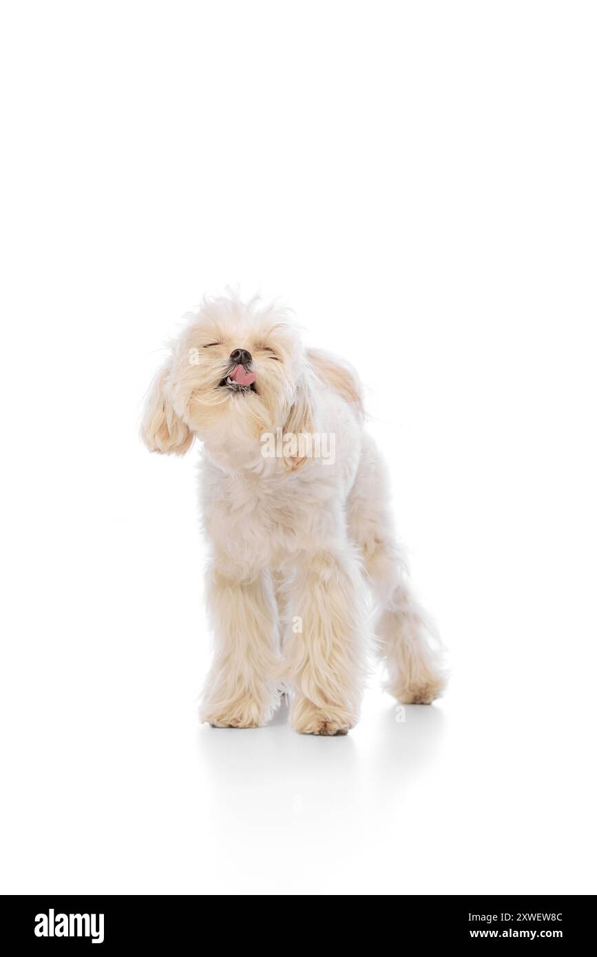 Kleines Haustier mit weißem Pelz, reinrassiger maltesischer Hund leckt nach einem leckeren Mittagessen vor weißem Studiohintergrund. Lustige Münder. Stockfoto