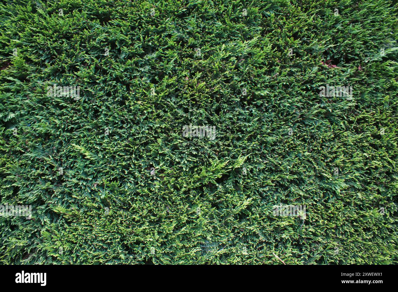 Thuja zaun -Fotos und -Bildmaterial in hoher Auflsung  Alamy
