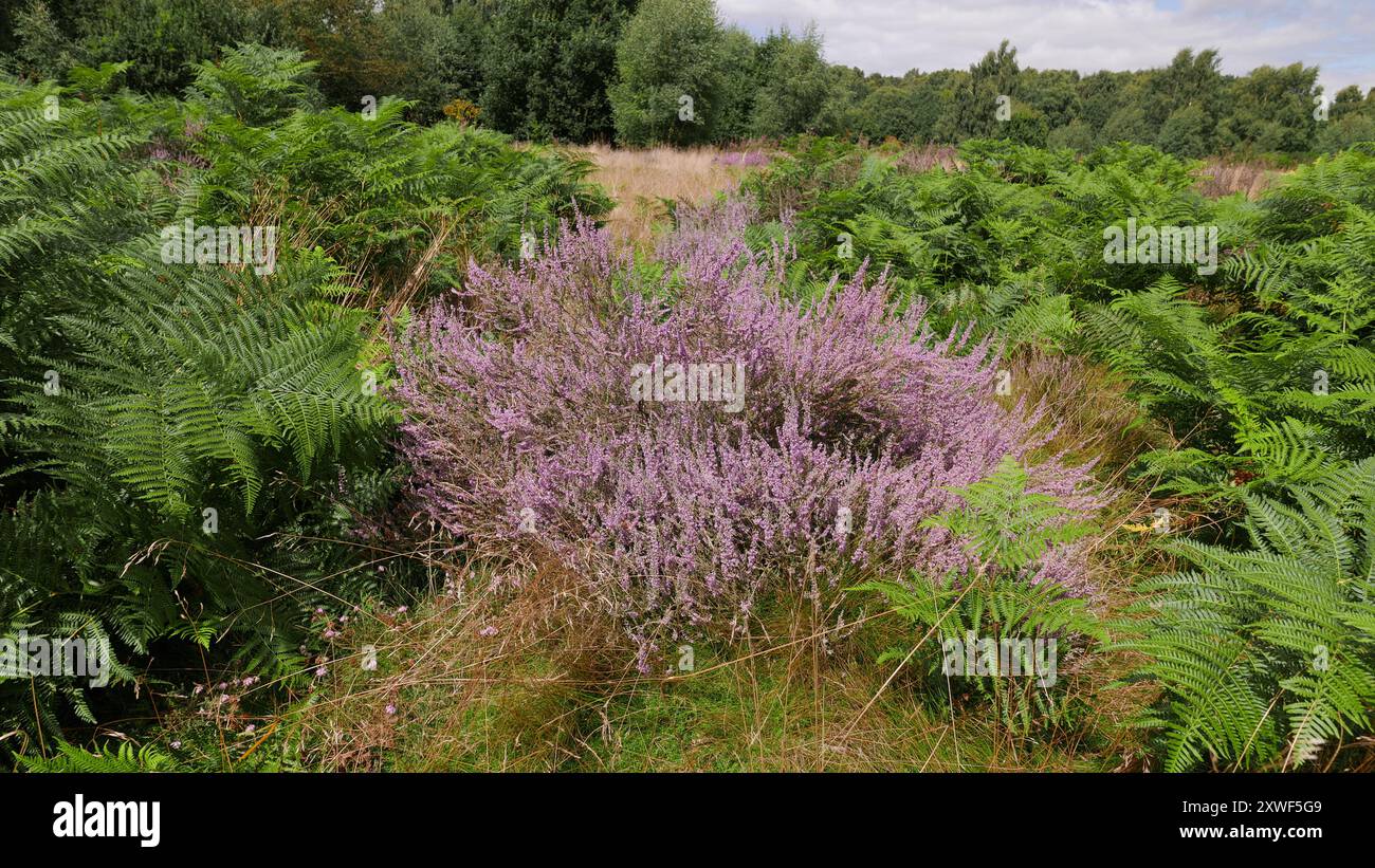 Gemeine Heidekraut oder Ling, Calluna vulgaris, in Blüte im Spätsommer. Highgate Common Staffordshire Wildlife Trust Nature Reserve.UK. 2024 Stockfoto