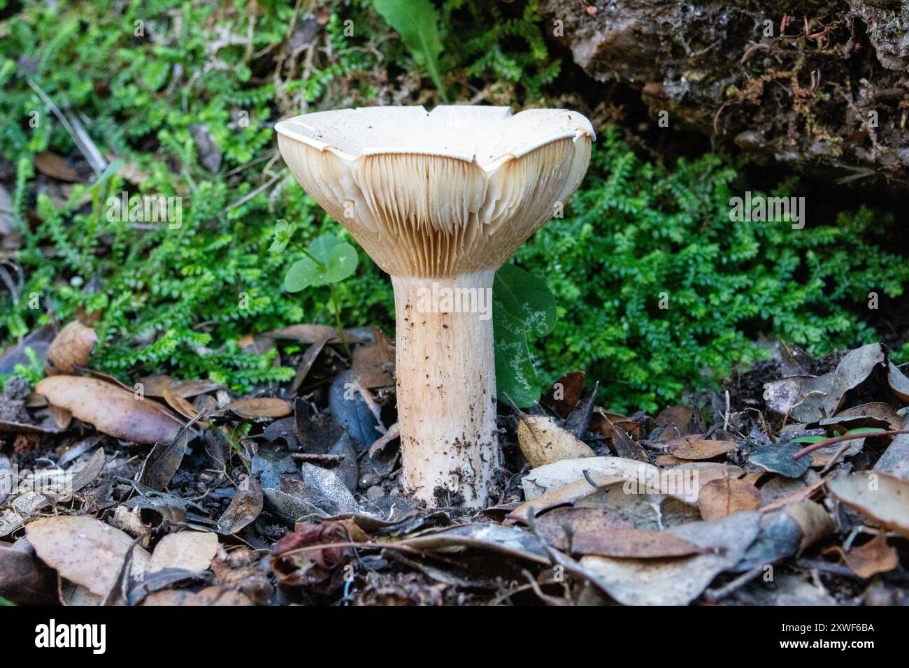 Der Speisepilz Infundibulicybe geotropa, auch bekannt als Truppentrichter oder Mönchskopf, ist ein trichterförmiger Krötenhocker. Stockfoto