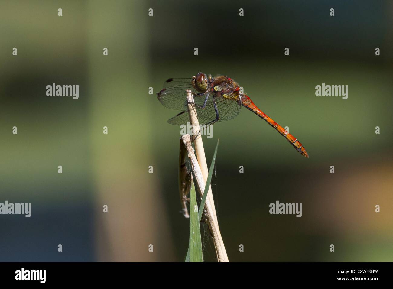 Große Heidelibelle, große Heidelibelle, Heidelibelle, Männchen, Sympetrum striolatum, Darter, männlich, Le Sympétrum Strié Stockfoto