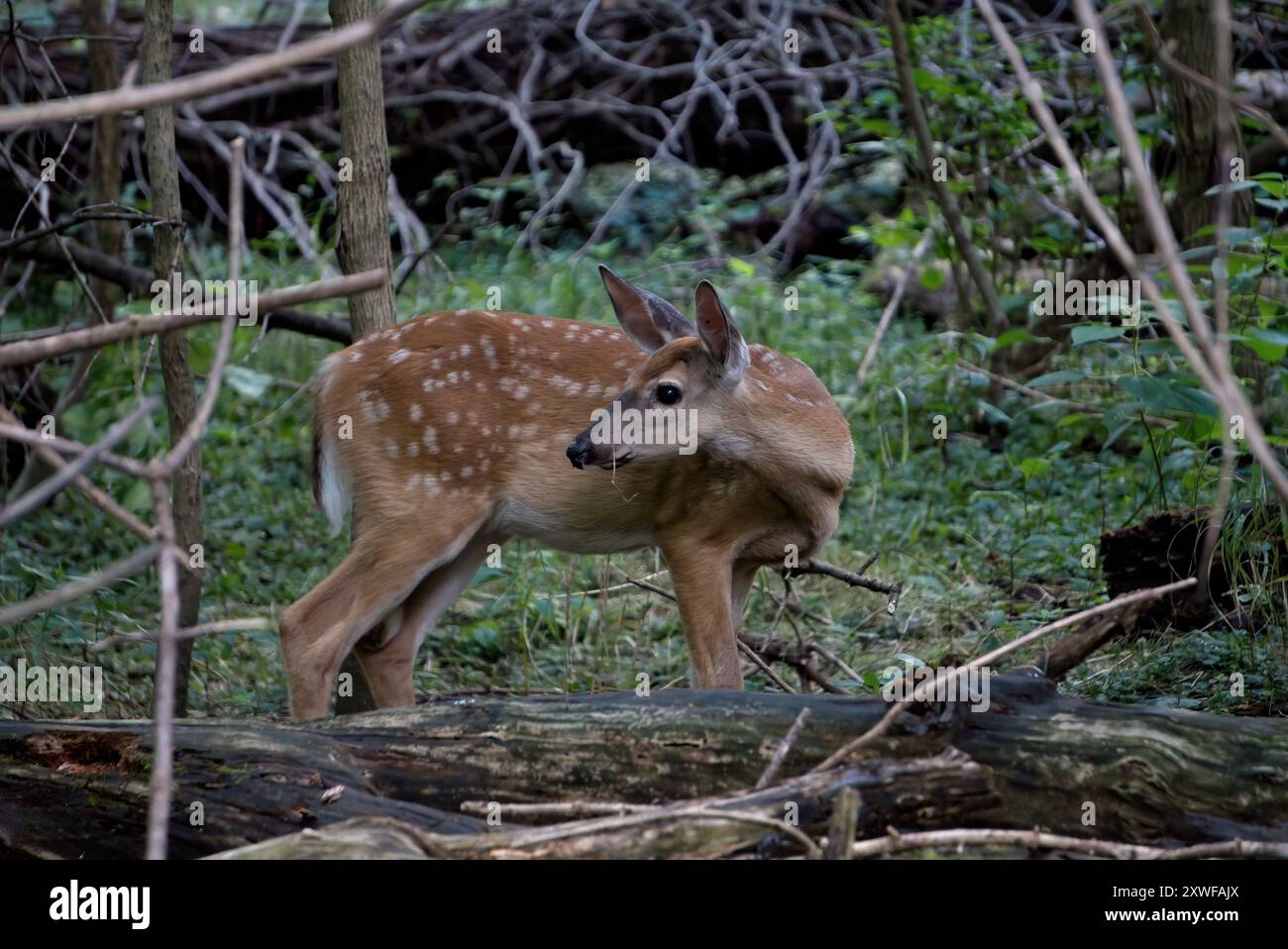 Weißschwanz-Rehkitz in Pennsylvania Stockfoto