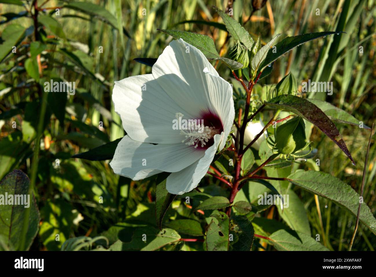 Weiße Hibiskusblüte in Pennsylvania Stockfoto