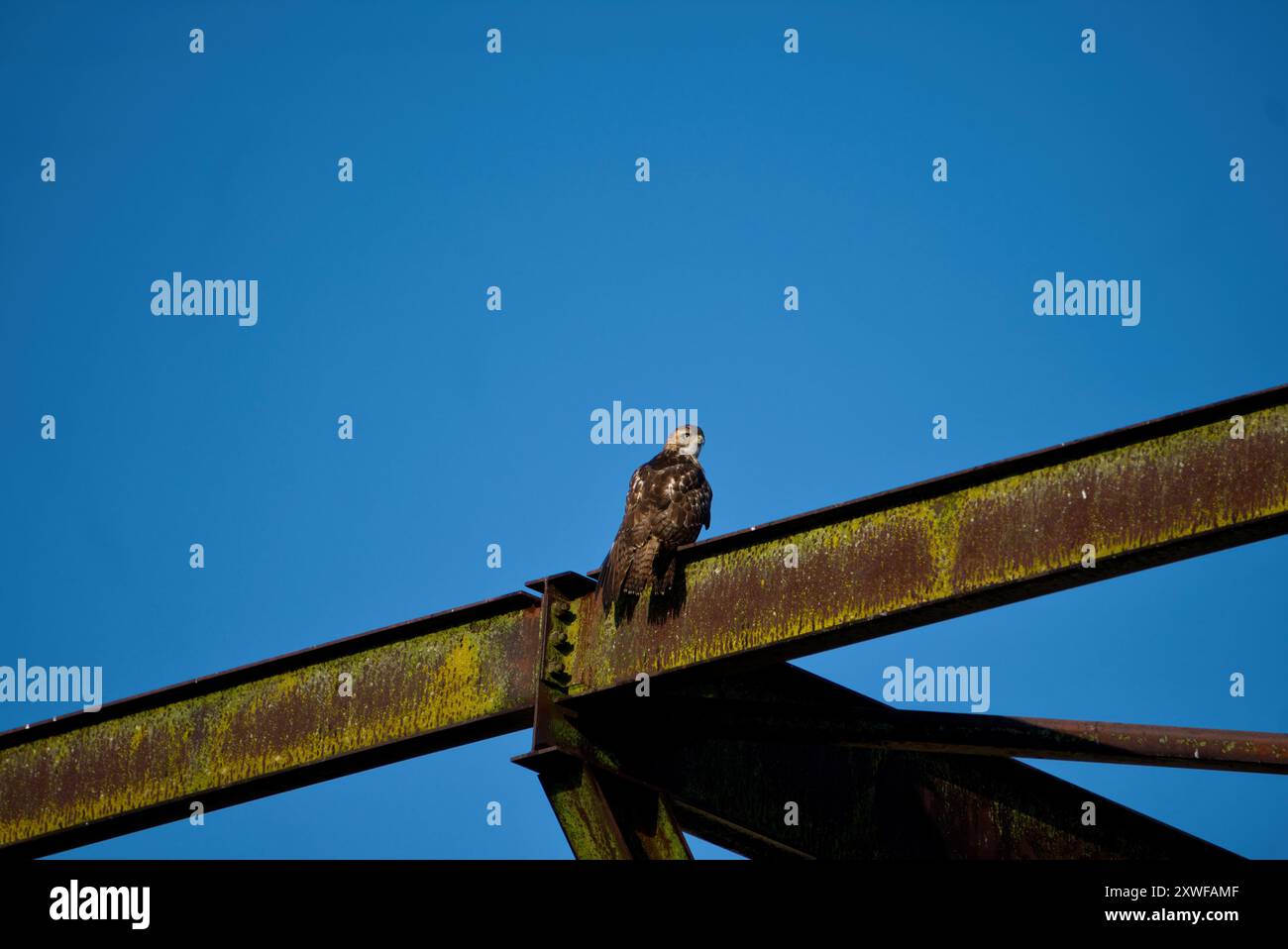 Red-Tail Hawk in Pennsylvania Stockfoto