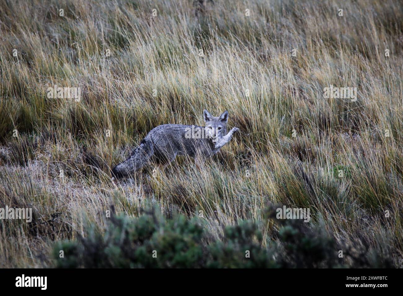 Tierwelt im Patagonia Field, Chile Stockfoto