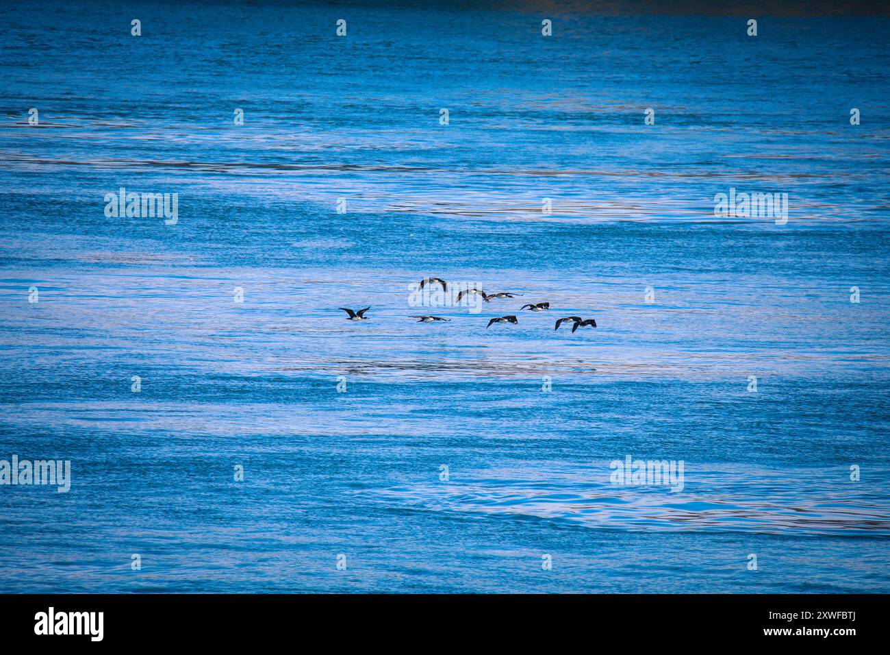 Tierwelt im Patagonia Field, Chile Stockfoto