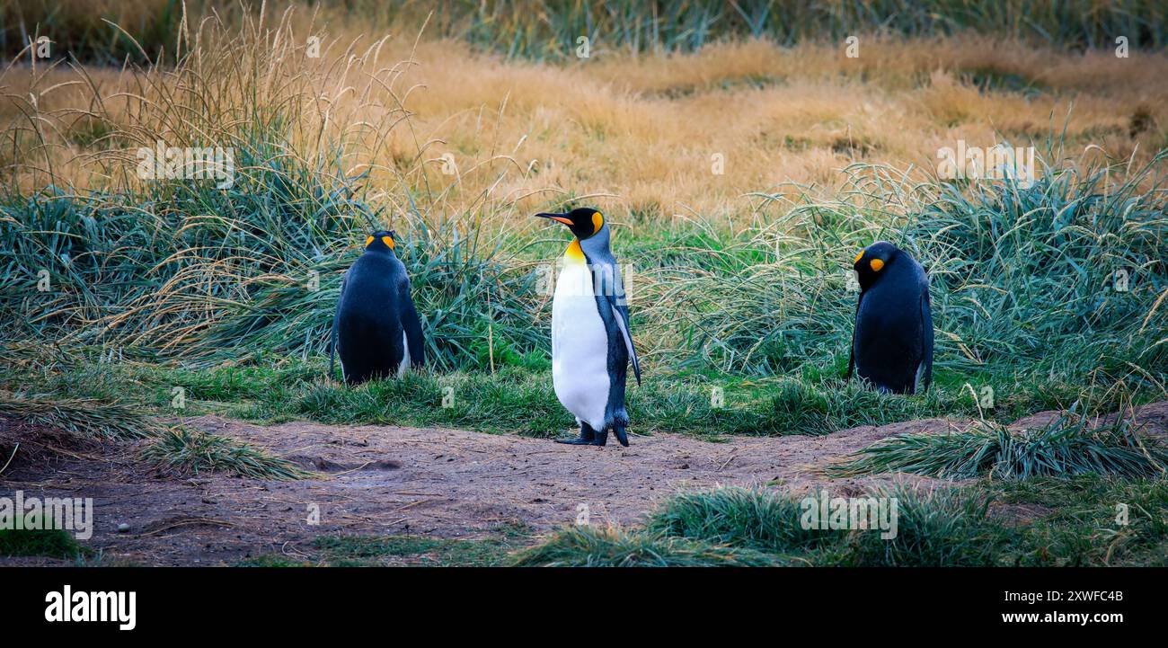 Ein großer Königspinguin, der in der Kolonie im Parque Pinguino Rey in der Nähe von Porvenir, Tierra del Fuego, Chile, spaziert und mit Flügeln schlägt Stockfoto