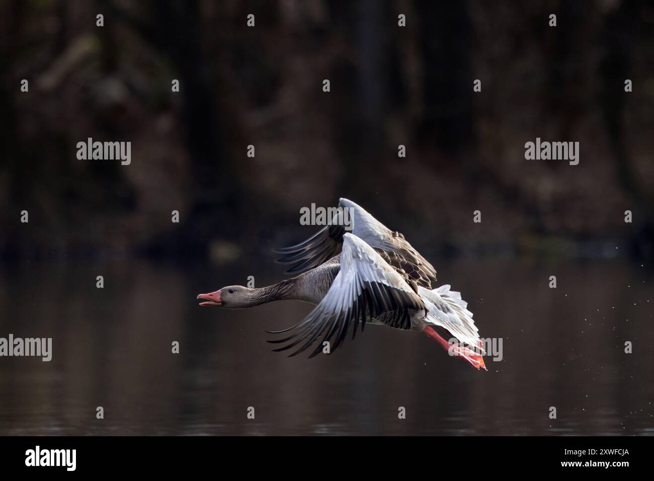 Graugans / Graugans (Anser anser), die im Frühjahr aus dem Wasser des Sees absteigen Stockfoto