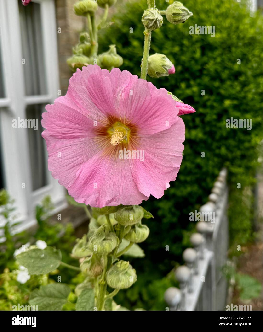 Wunderschöner Rosa Hollyhock, Alcea Setosa. Stockfoto