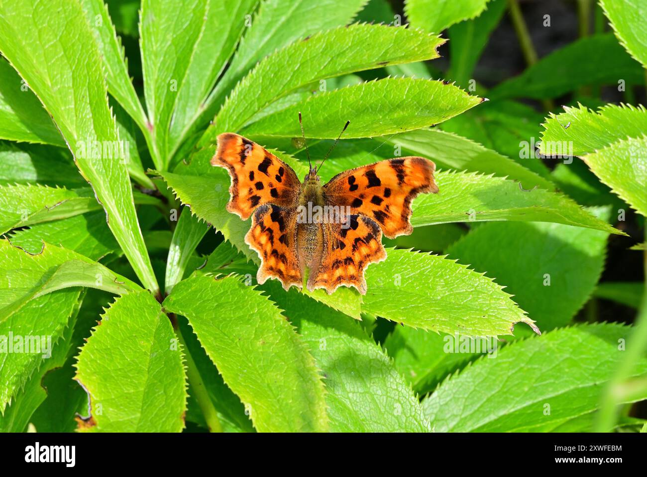 In Großbritannien - Komma Schmetterling Stockfoto