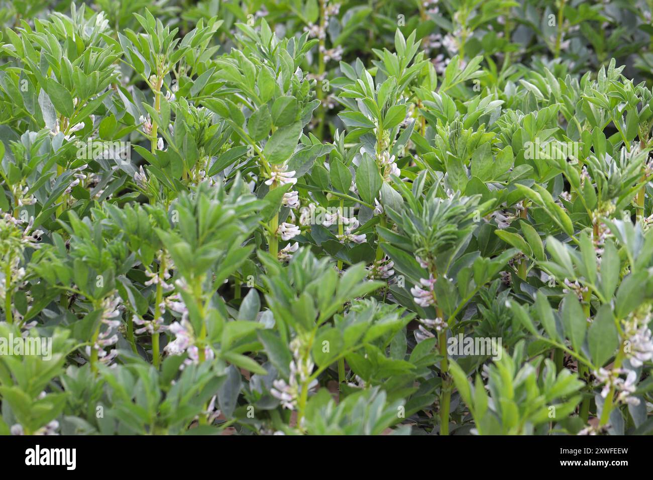 Auf dem Feld in der Blütephase Pferdebohne (Vicia faba). Stockfoto