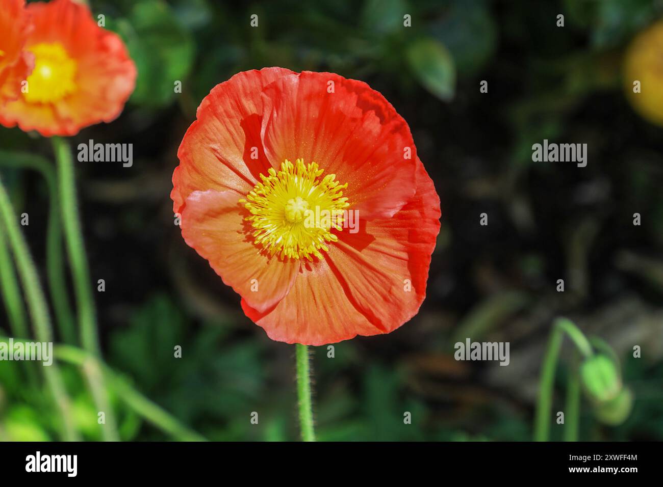 Die gelben und orangen Blüten eines walisischen Mohns oder Mohns, Papaver cambricum, Synonym Meconopsis cambrica Stockfoto