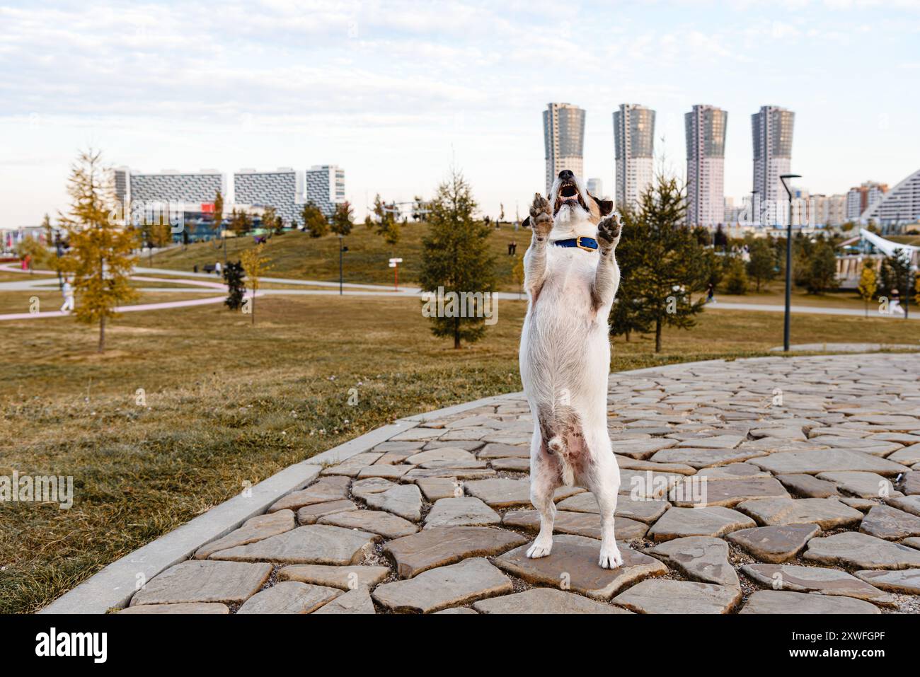 Ein Hund, der im Park läuft und auf Hinterpfoten steht und um etwas bettelt Stockfoto