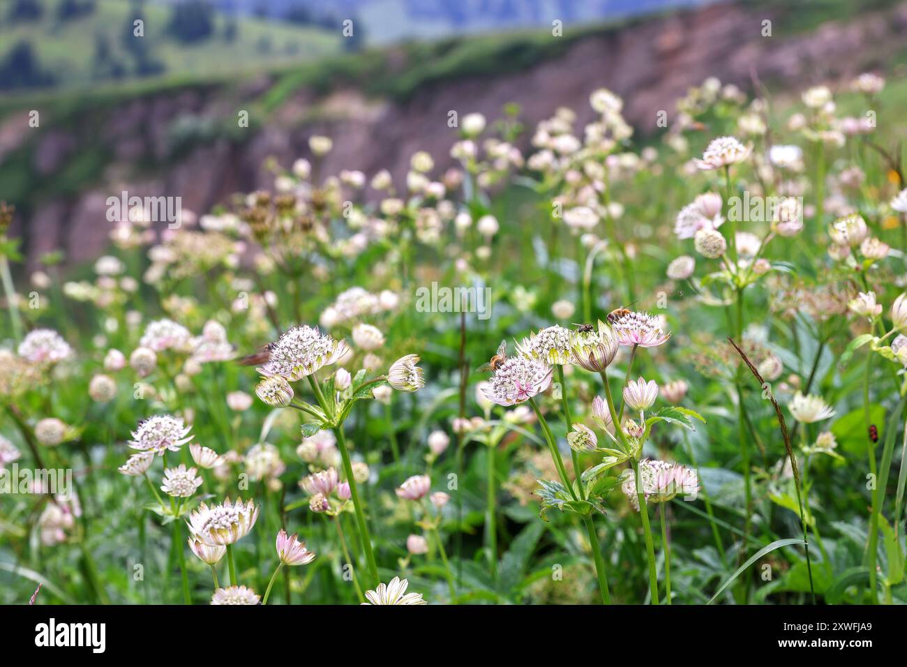 Astrantia blüht in den Allgäuer Alpen am Hochgrat Stockfoto