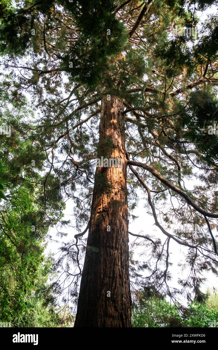 Riesiger Mammutbaum im Walddach, majestätische Natur, hoch aufragender Baumstamm, üppiges Grün, Ruhe im Freien. Stockfoto