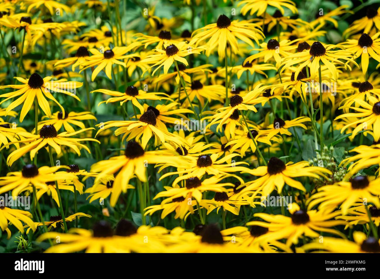 Leuchtendes Gelb, schwarzäugige Susans im Sommer in voller Blüte. Stockfoto