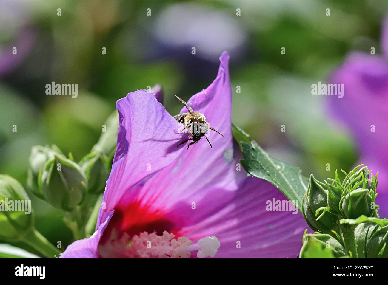 19.8.2024 Pollensammler Biene beim Sammeln von Pollen und Nektar an einer Blume in einem Heidelberger Garten. Die Bestände an Bienenvölkern nehmen ab, darunter leidet die Artenvielfalt, denn Bienen tragen zur Bestäubung zahlreicher Pflantzenarten bei. Heidelberg Rohrbach Baden Württemberg Deutschland *** 19 8 2024 Pollensammler Bienen sammeln Pollen und Nektar einer Blume in einem Heidelberger Garten Bienenkolonien nehmen ab und die Artenvielfalt leidet daran, weil Bienen bei der Bestäubung zahlreicher Pflanzenarten helfen Heidelberg Rohrbach Baden Württemberg Deutschland Stockfoto